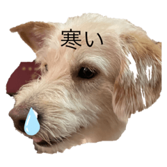 [LINEスタンプ] 犬キュート