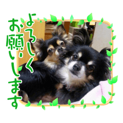 [LINEスタンプ] 柳瀬さんちのわんちゃんず。