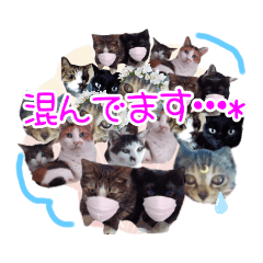 [LINEスタンプ] Taili's Cat Cafe