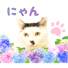 [LINEスタンプ] 推し猫スタンプ(おかっぱ海苔太郎♀)