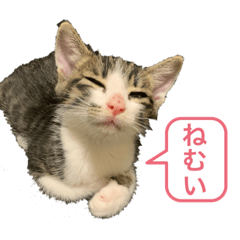 [LINEスタンプ] 世界で1番かわいいももちゃん♂スタンプ①