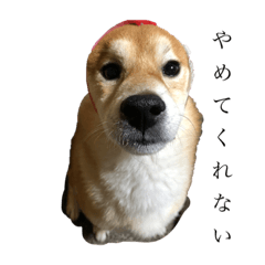 [LINEスタンプ] うちの柴犬ロン
