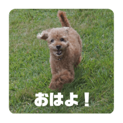 [LINEスタンプ] タムのスタンプ1