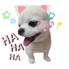 [LINEスタンプ] 可愛いチワワちゃん(⌒▽⌒)