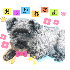 [LINEスタンプ] アキとミミとジャッキーのスタンプ