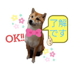 [LINEスタンプ] 柴犬♀さくらの日常