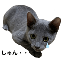 [LINEスタンプ] サラちゃん⑤