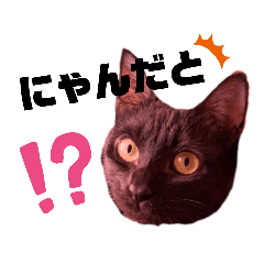 [LINEスタンプ] アイラブねこ