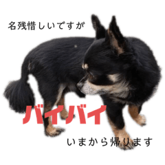 [LINEスタンプ] 白柴のチロルと愉快な仲間たち〜チョコ編2