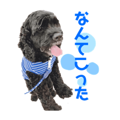 [LINEスタンプ] あめこかスタンプ*2