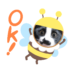 [LINEスタンプ] 猫こむぎこはく3