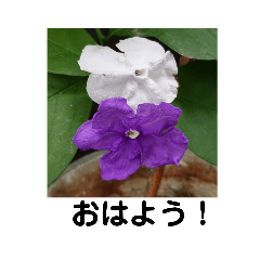 [LINEスタンプ] 写真を使って（34）