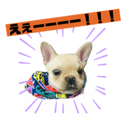 [LINEスタンプ] フレンチブルのべべです2nd