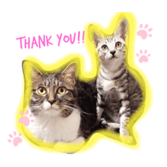 [LINEスタンプ] 猫YJ専用