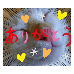 [LINEスタンプ] レオとソラのスタンプ
