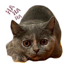 [LINEスタンプ] フクちゃんの気ままな1日