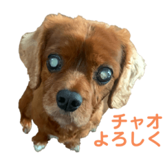 [LINEスタンプ] キャバリアのチャオ