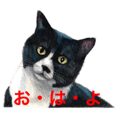 [LINEスタンプ] 猫たちの主張