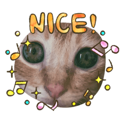 [LINEスタンプ] だって、なっちゃんだもん。