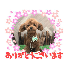 [LINEスタンプ] 家もんスタンプトイプードル韓国語入り