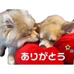 [LINEスタンプ] ちわわ×ぽめちー