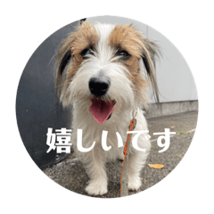 [LINEスタンプ] Einy in Tokyo 改良版 40種類