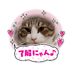 [LINEスタンプ] ハチワレ猫チェロ君
