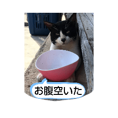 [LINEスタンプ] 久高猫ギャラリ〜