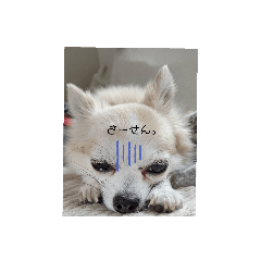 [LINEスタンプ] 俺様犬のワイルドスタンプ