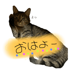 [LINEスタンプ] にゃんこ好き！