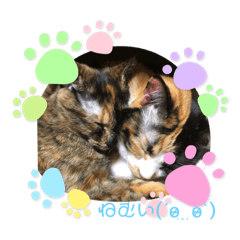 [LINEスタンプ] にゃんこの日常パート2