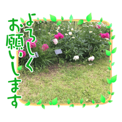 [LINEスタンプ] お花のスタンプだよ4