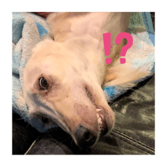 [LINEスタンプ] 犬！！！！！