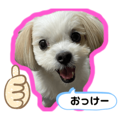 [LINEスタンプ] ワンコ系女子ハナちゃんのキモチ