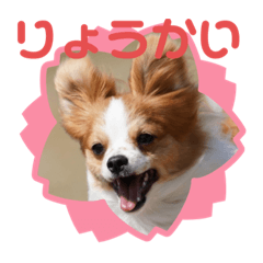 [LINEスタンプ] パピヨン  あおくん スタンプ