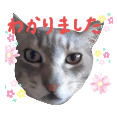 [LINEスタンプ] にゃんこにゃんこのスタンプ
