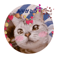 [LINEスタンプ] にゃんスタ☆ドルモコ