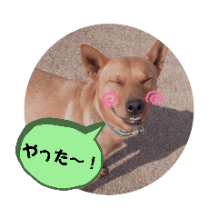 [LINEスタンプ] I am niko.