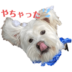 [LINEスタンプ] ミックスモコの毎日