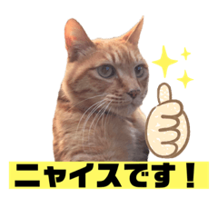 [LINEスタンプ] 茶虎猫のニャン神タイガース 普通Ver.