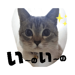 [LINEスタンプ] あさりちゃん登場