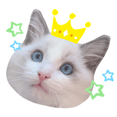 [LINEスタンプ] ラグドールのルイスくん