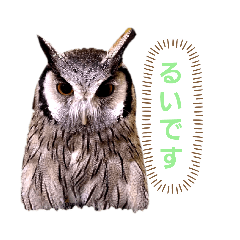 [LINEスタンプ] アフリカオオコノハズクの、るいです。