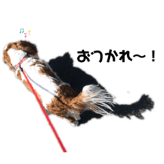 [LINEスタンプ] うちのいぬ。キャバリアさん。