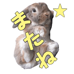 [LINEスタンプ] たれみみちゃんねる せきとスタンプ