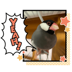 [LINEスタンプ] ☆文鳥ファミリー☆