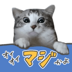[LINEスタンプ] かわいい猫ちゃんのスタンプ【実写】の画像（メイン）