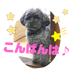 [LINEスタンプ] トイプードルボビー①