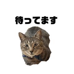 [LINEスタンプ] キジトラのレン