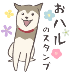 [LINEスタンプ] 犬のおハルさん